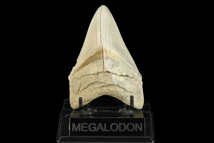Serrated, Fossil Megalodon Tooth - Aurora, North Carolina #176571